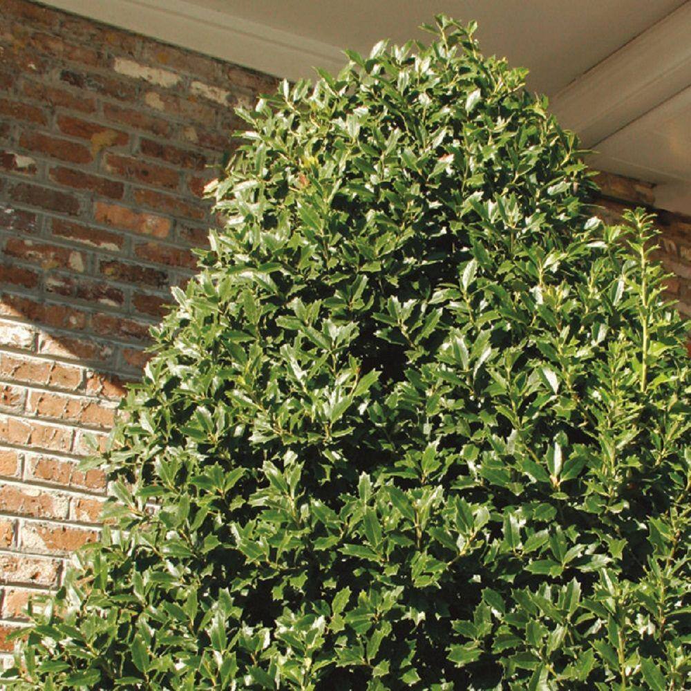 SOUTHERN LIVING 7 Gal. Oakland Japanese Holly(Ilex) Live Evergreen Shrub Glossy Green Oak-Shaped Leaves 30227