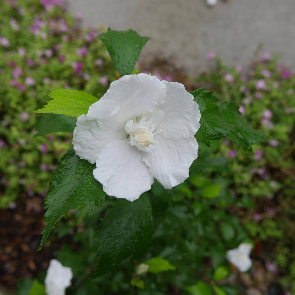 PROVEN WINNERS 2 Gal. White Pillar Rose of Sharon (Hibiscus) Plant with White Flowers 14761