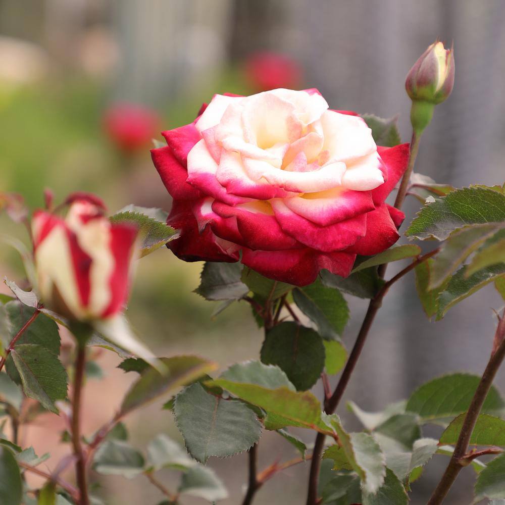 ALTMAN PLANTS My Bouquet 8 qt. Rose Creamy White Blossom With Red Edges (White Lies) 0872932