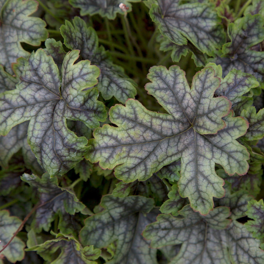 Tapestry Heucherella (2.5 Quart) Perennial with Colorful Blue-Green Foliage - Part Shade to Shade Live Outdoor Plant