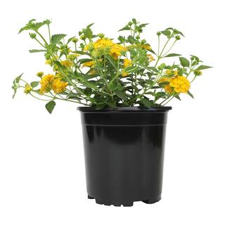 ALTMAN PLANTS 1 Gal. Lantana New Gold Plant 0881267