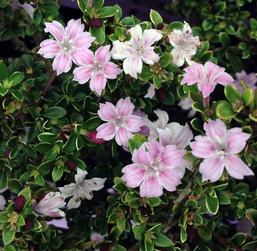 Pink Mountain Serissa Tree - 2.5