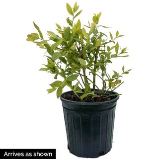 Gurney's 2.50 qt. Pot Echo Blueberry Bush Potted Fruit Bearing Plant (1-Pack) 94492