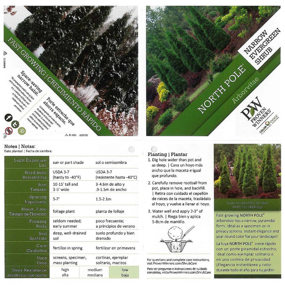 PROVEN WINNERS 1 Gal. North Pole Arborvitae (Thuja) Live Evergreen Shrub Green Foliage THJPRC1036101