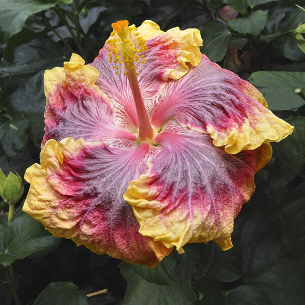 Hibiscus ‘Voila’ PP (Hibiscus rosa-sinensis hybrid) Flower Shrub， Blue Flowers Hardy Korean Rose of Sharon Starter 25+ seeds pack