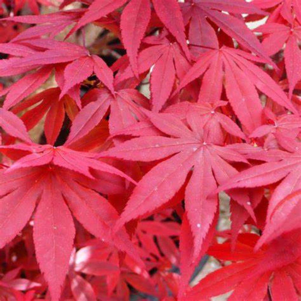 7 Gal. Emperor I Japanese Maple Ornamental Tree MAPJEM07G