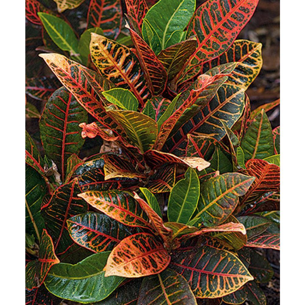 BELL NURSERY 2 Gal. Croton Live Indoor House Plant in 10 in. Nursery Pot CROTN10AST1PK