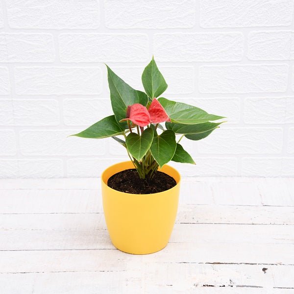 Anthurium (Any Color) - Plant