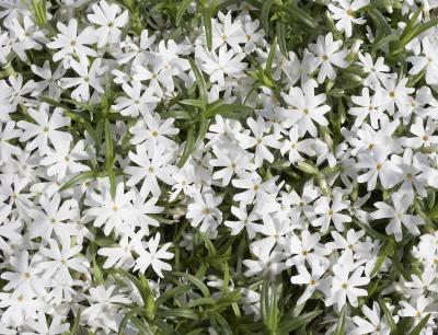 Classy Groundcovers - A Stunning Phlox Mix: 25 Phlox 'Drummond's Pink'， 25 Phlox 'Candy Stripe'， 25 Phlox 'Snowflake'