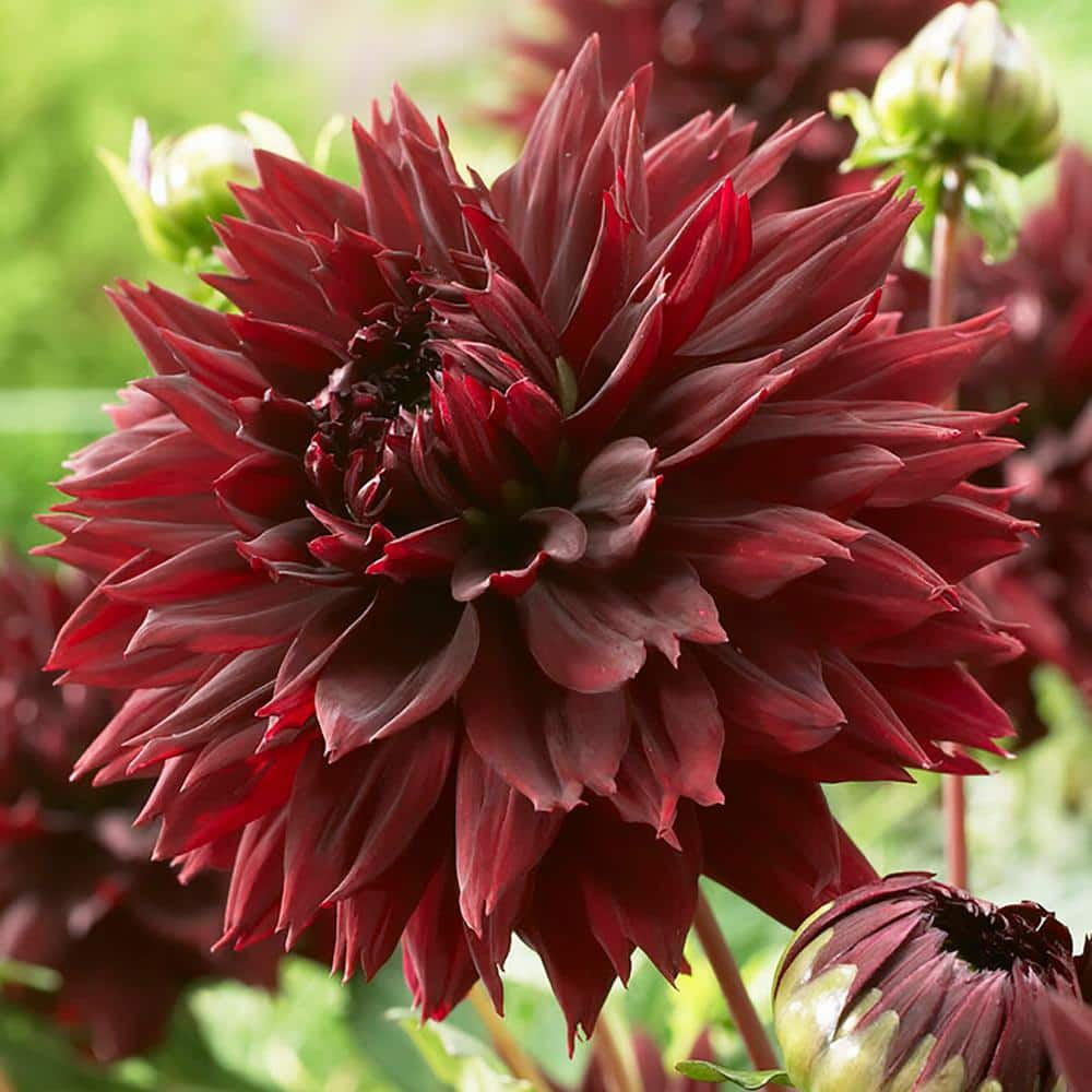 VAN ZYVERDEN Dahlias Black Touch Bulbs (Set of 3) 84129