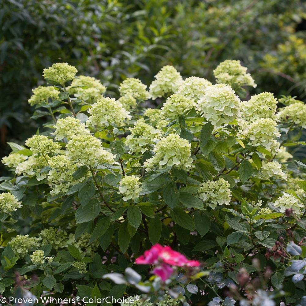 PROVEN WINNERS 3 Gal. Little Lime Hydrangea (Paniculata) Petite Live Shrub Lime Green to Pink Flowers 11193