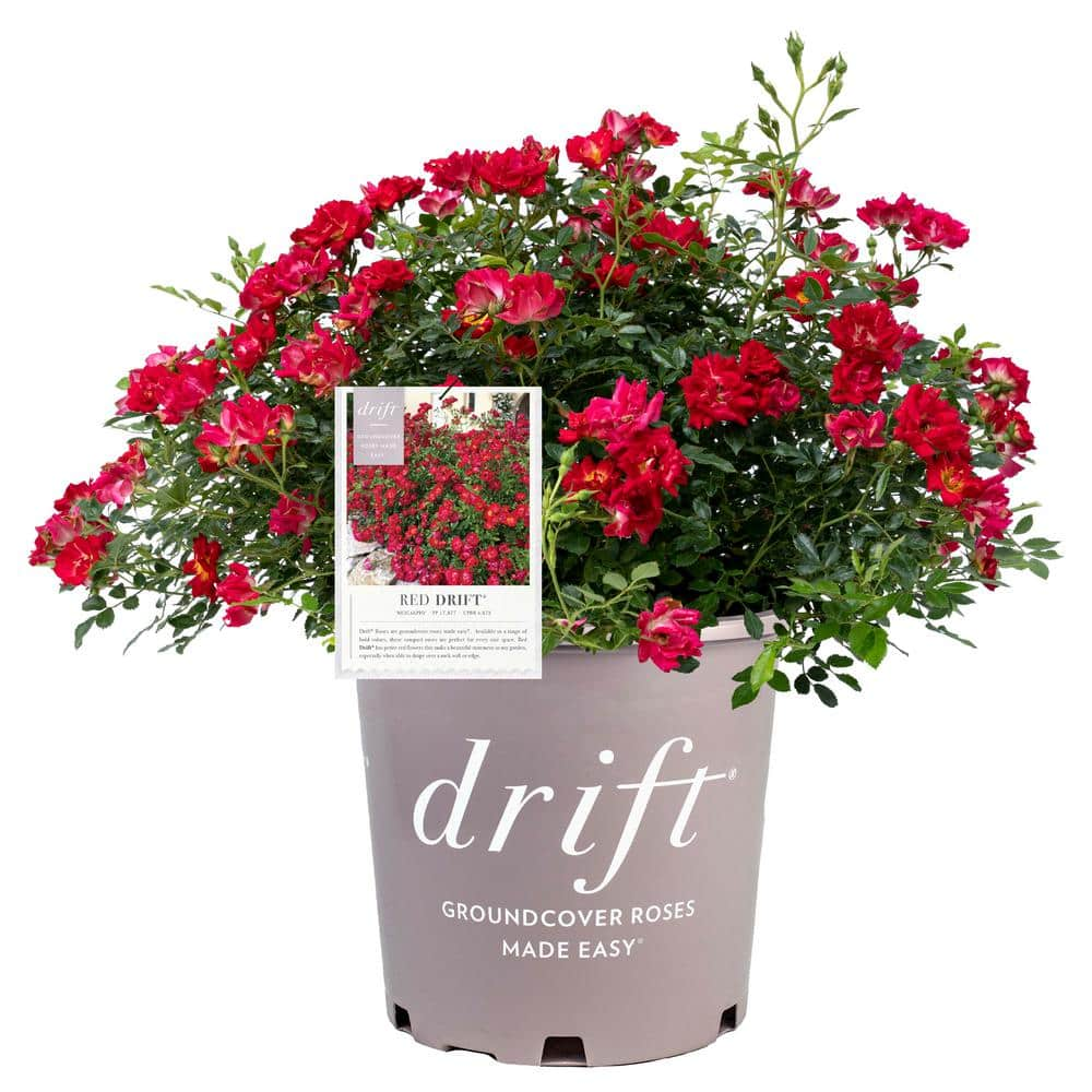 Drift 2 Gal. Red Drift Rose Bush with Red Flowers 13190