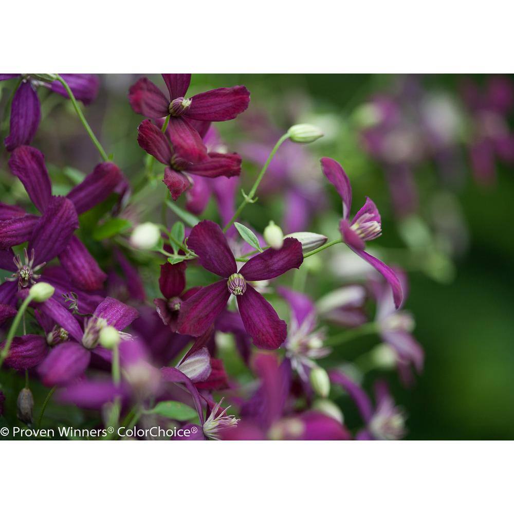 PROVEN WINNERS 1 Gal. Sweet Summer Love (Clematis) Live Shrub Red-Purple Flowers CLMPRC2016101