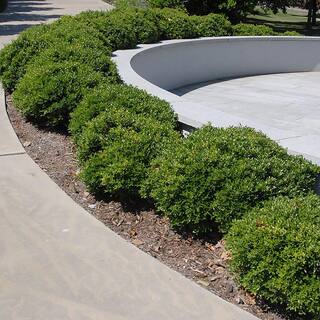 Baucom's 3 Gal. Compacta Holly (Illex) Evergreen Shrub 14150