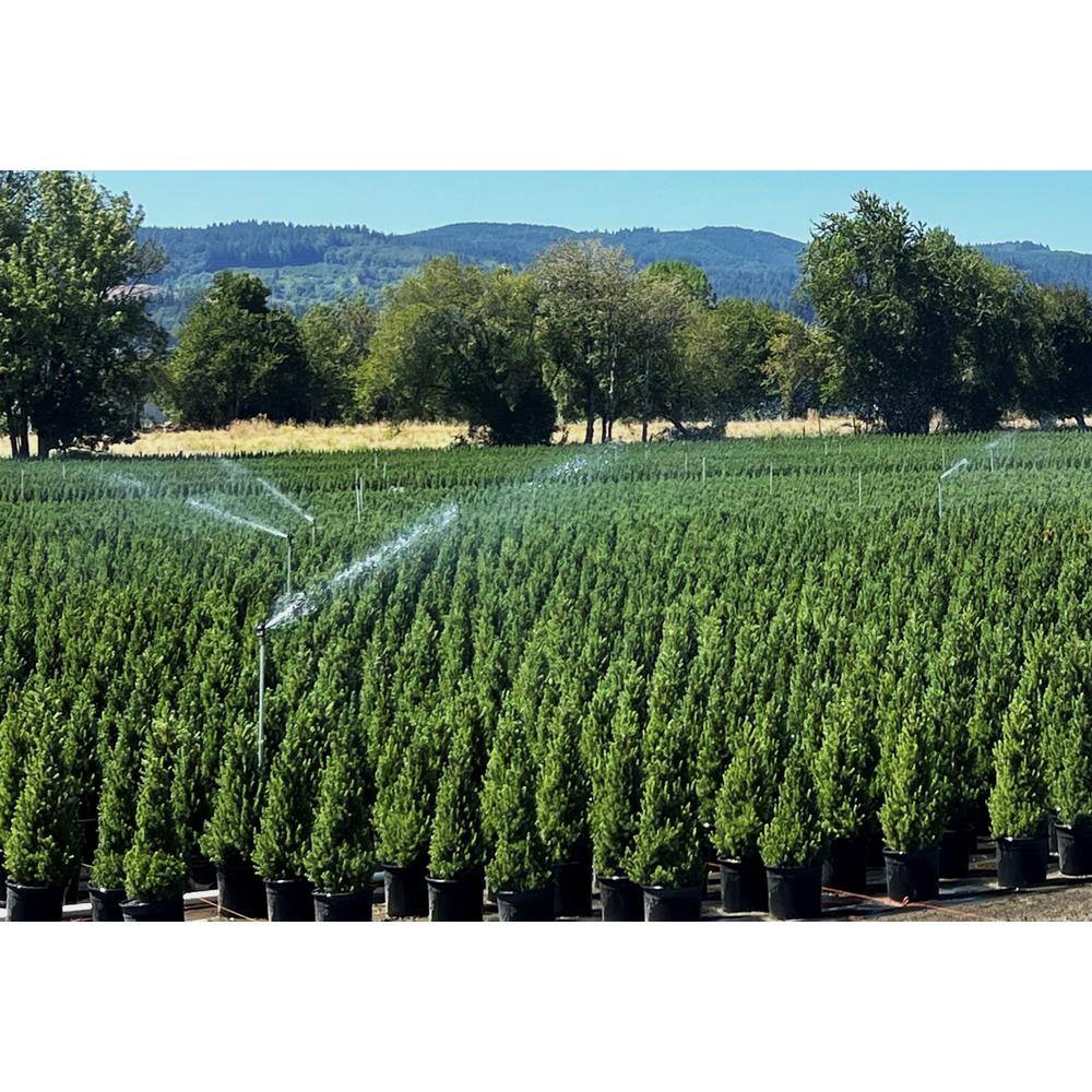 2.5 qt. Dwarf Alberta Spruce Live Evergreen Tree 585001