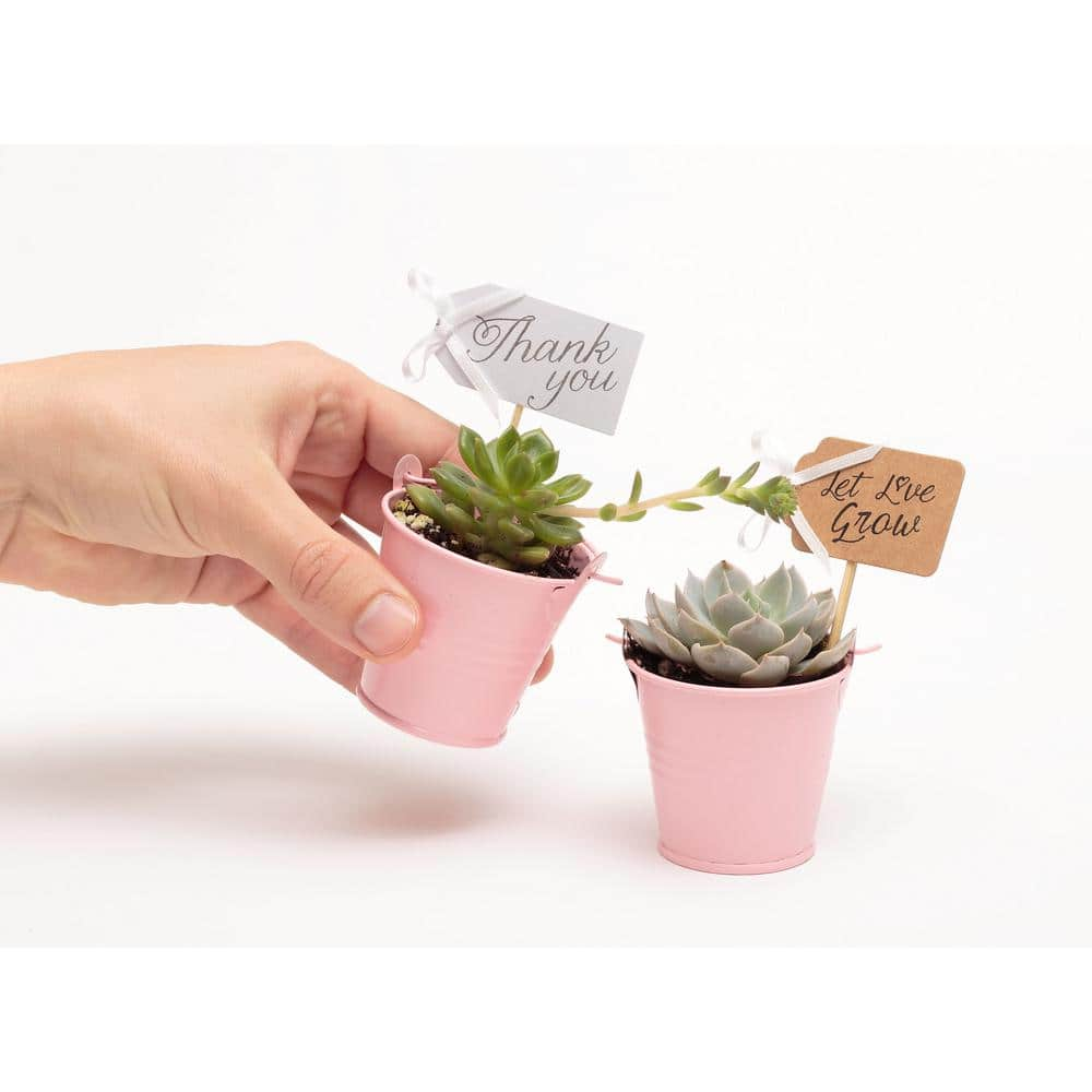 The Succulent Source 2 in. Wedding Event Rosette Succulents Plant with Pink Metal Pails and Let Love Grow Tags (100-Pack) 2-R-P-LLG-100