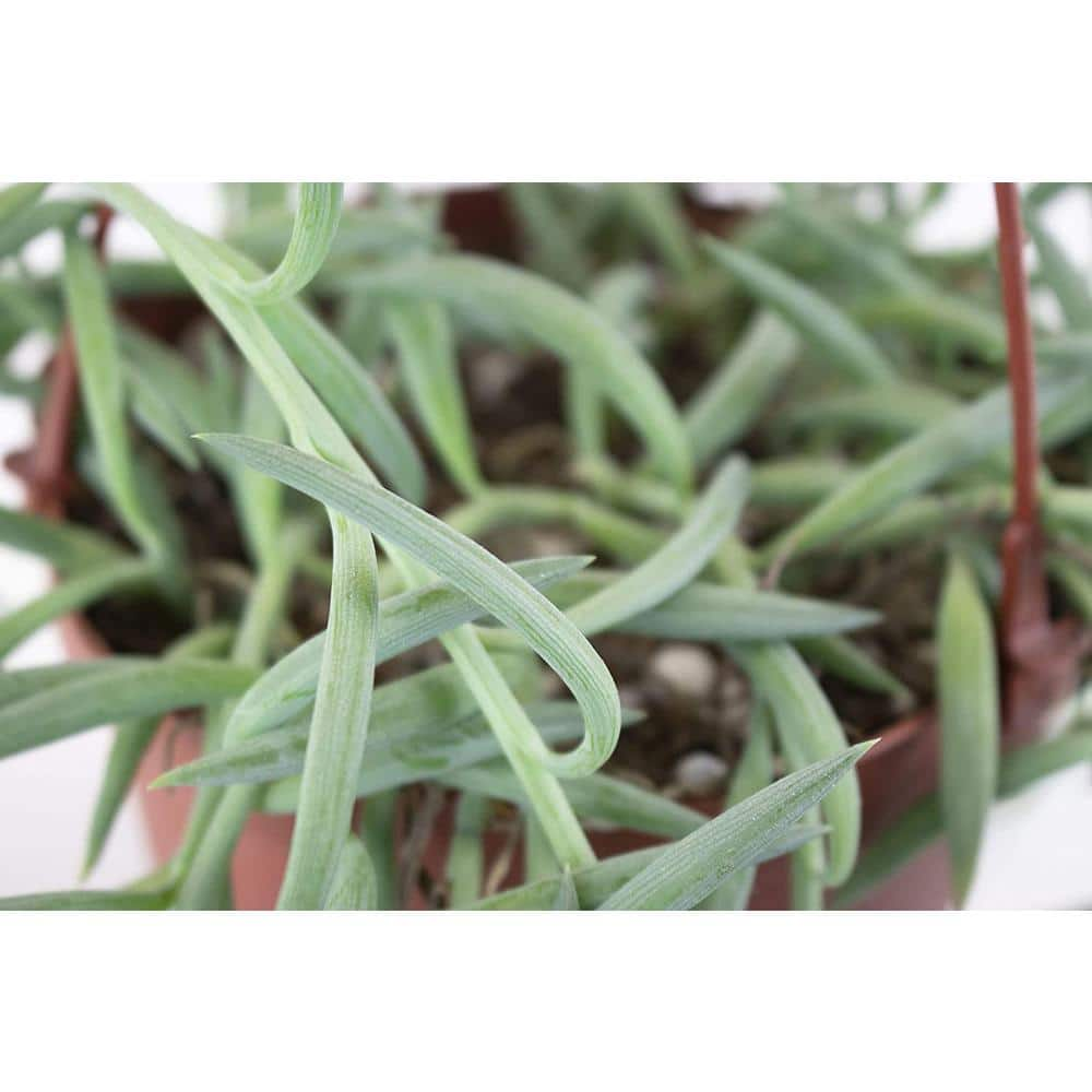 Shop Succulents 6 in. Senecio Radicans String of Fishhooks Fast-Growing Trailing Succulent IndoorOutdoor Houseplant 1-FISHHOOK-6