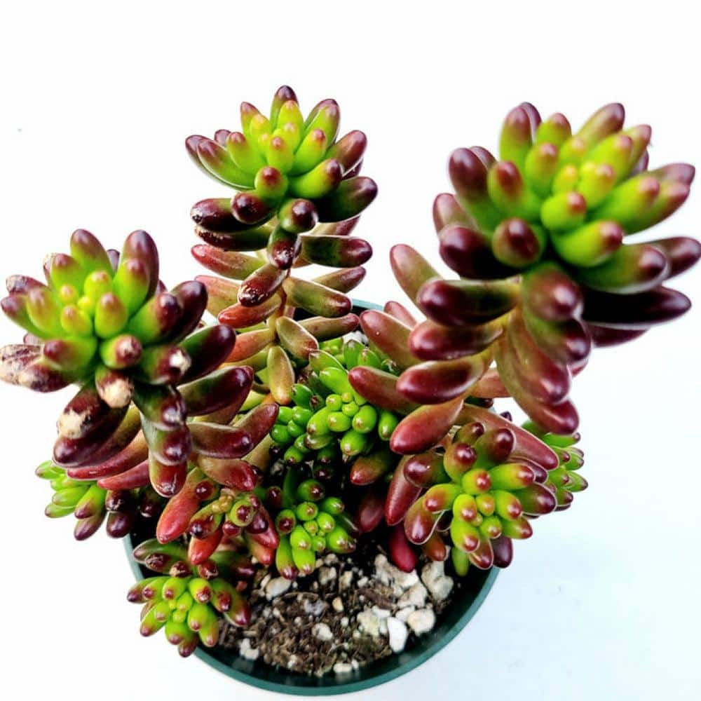 Cesicia Sedum Rubrotinctum Jelly Bean Spreading Plant (3-Pack) MMPlant14