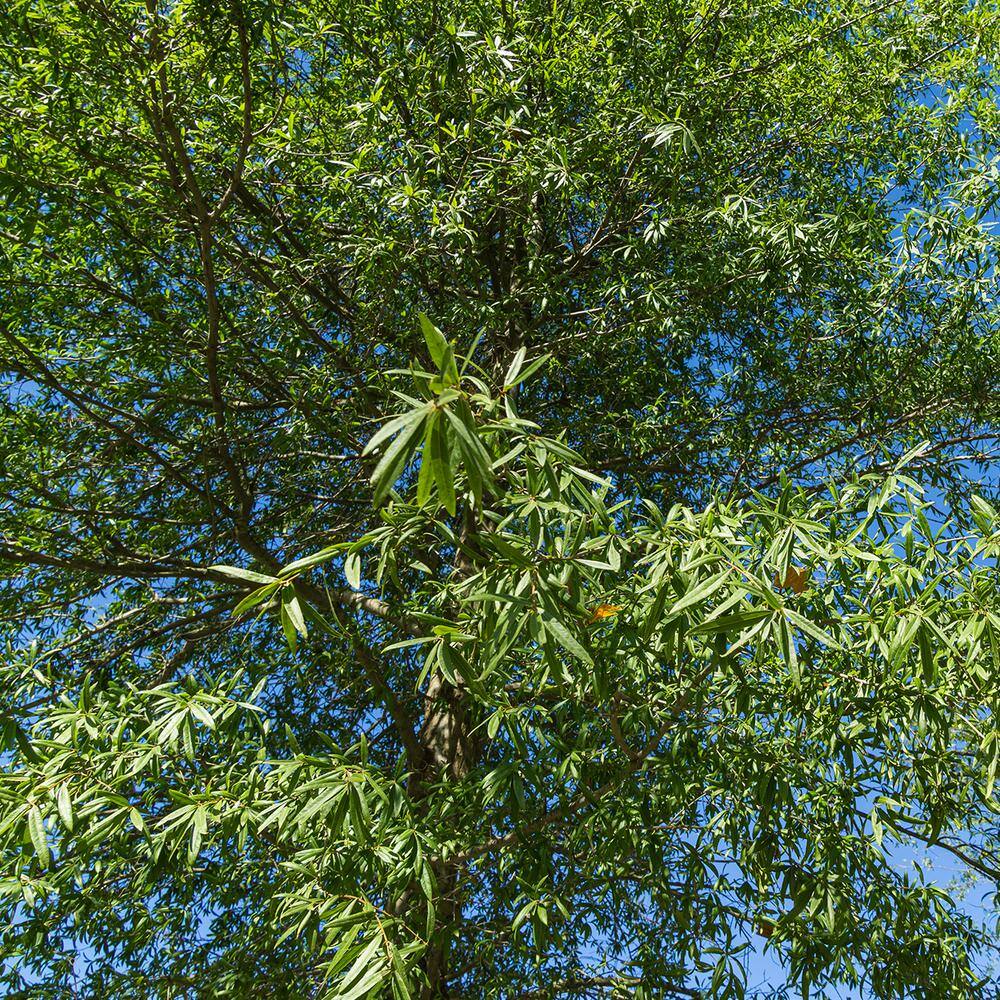 Perfect Plants Willow Oak Tree in 1 Gal. Growers Pot THD00572