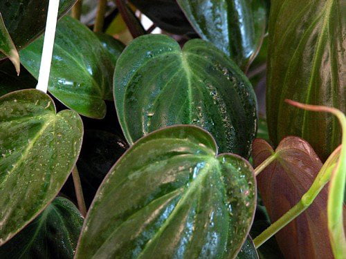 Rare Velvet Leaf Bronze Micans Vine - Philodendron - Easy to Grow - 4