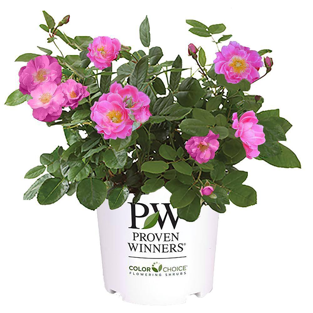 PROVEN WINNERS 2 Gal. Oso Easy Double Pink Rose with True Pink Flowers 16863