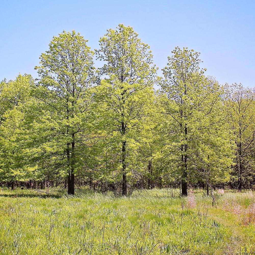 5 Gal. Pin Oak Deciduous Shade Tree OAKPIN05G