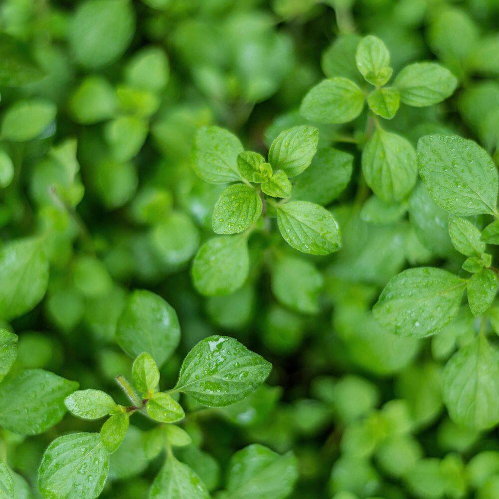 Bonnie Plants 19 oz. Greek Oregano Herb Plant (2-Pack) 202015