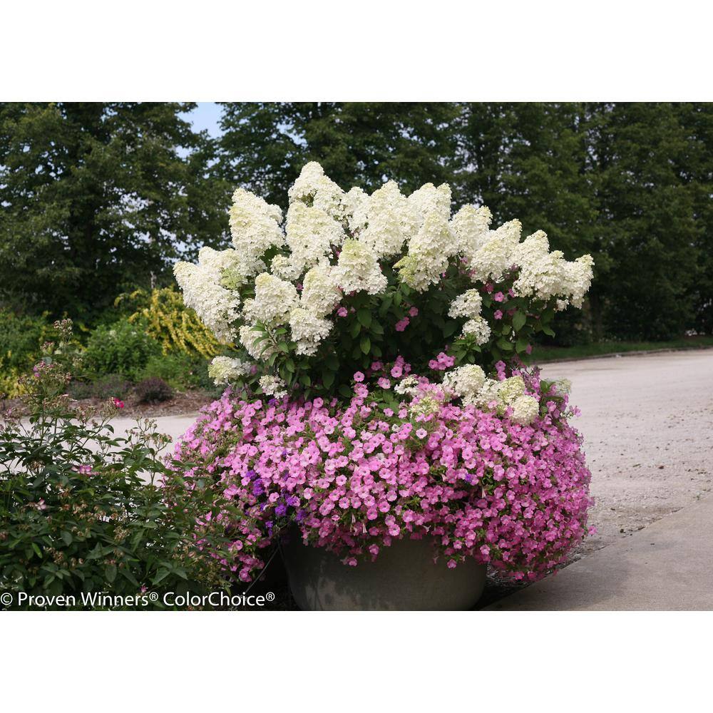 PROVEN WINNERS 4.5 in. Qt. Bobo Hardy Hydrangea (Paniculata) Live Shrub White to Pink Flowers HYDPRC1087800