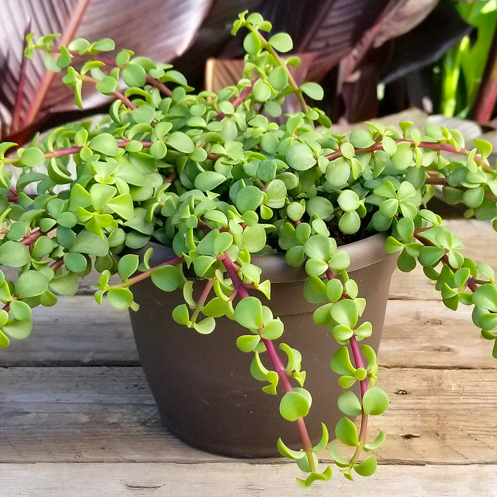 Element by Altman Portulacaria Afra Hanging Succulent， Live Indoor House Plant with Grower Pot， 6 Inch