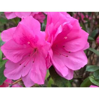 BELL NURSERY 1 Gal. Renee Michelle Azalea Live Evergreen Shrub Deep Pink Ruffled Flowers (3-Pack) AZLEA1RME3PK