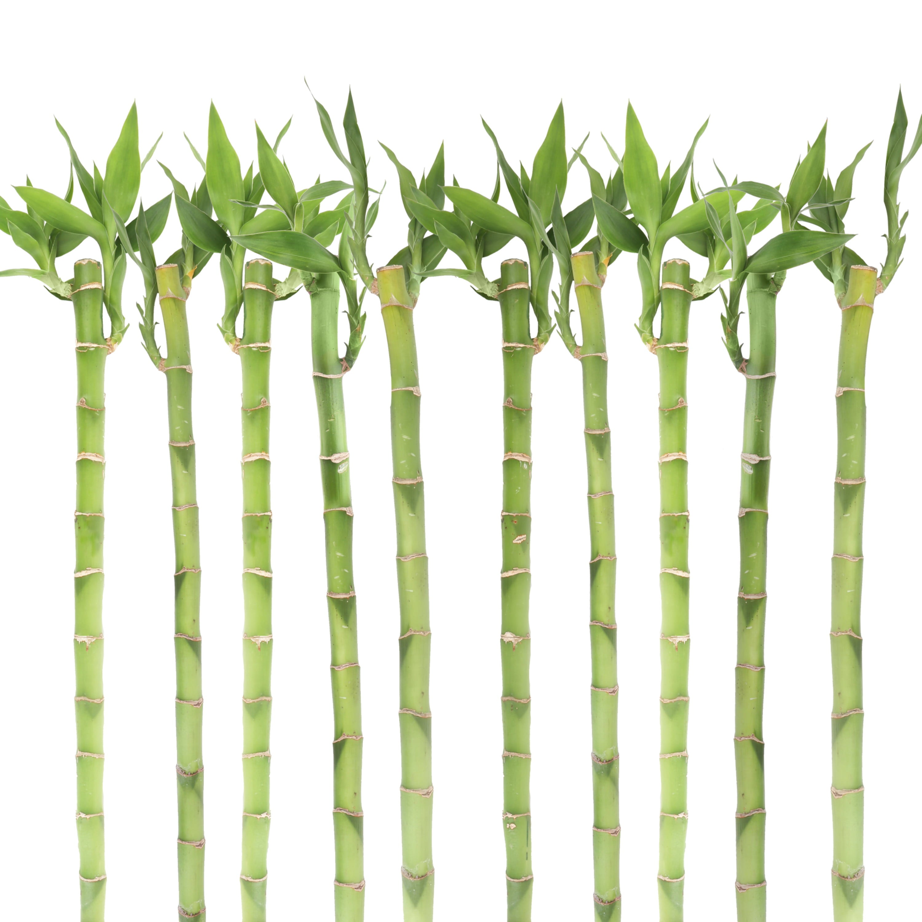 Costa Farms  Live Indoor 10in. Tall Green Lucky Bamboo; Low， Indirect Light Plant in 1in. Tube， 10-Pack