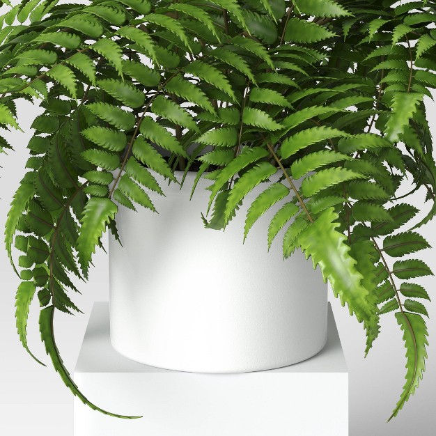 Boston Fern