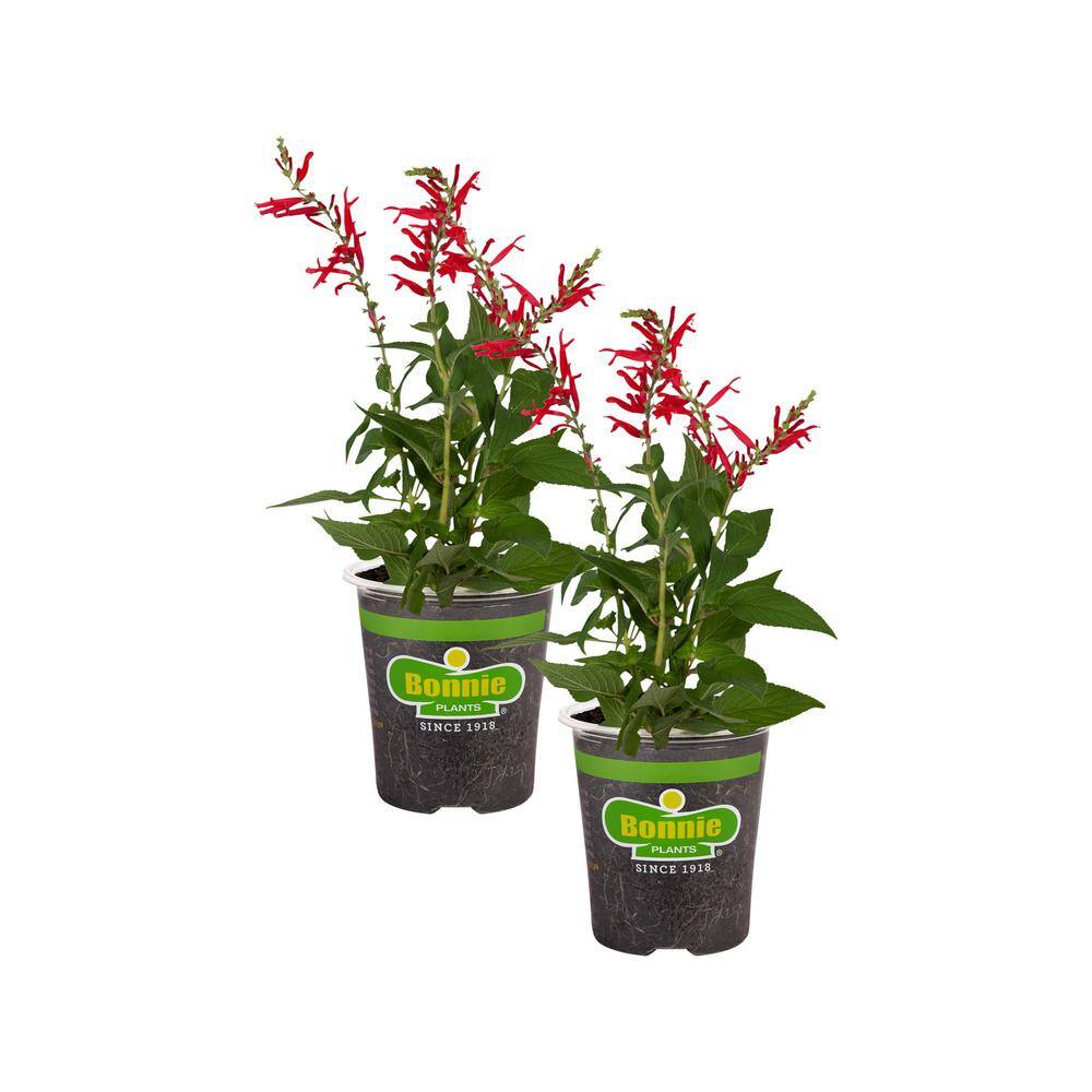 Bonnie Plants 19 oz. Pineapple Sage Herb Plant (2-Pack) 202023