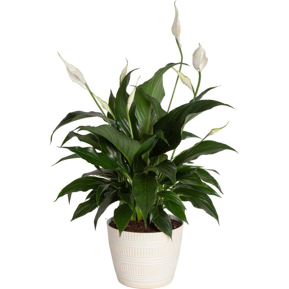 Costa Farms Spathiphyllum Peace Lily Indoor Plant in 6 in. White Pot Average Shipping Height 1-2 ft. Tall CO.SY06.3.CYL