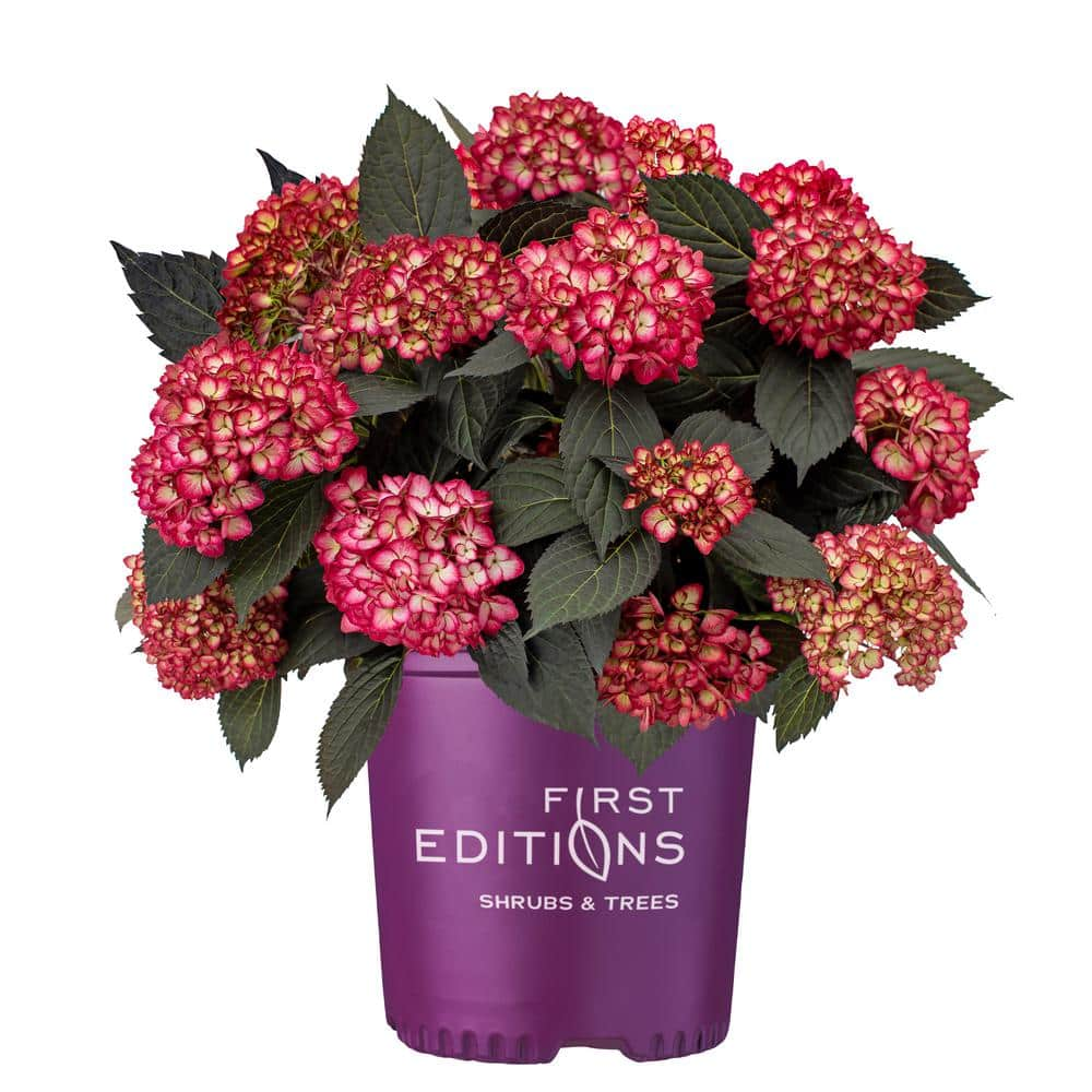 FIRST EDITIONS 2 Gal. Eclipse Hydrangea Shrub with Cranberry Flowers 17218