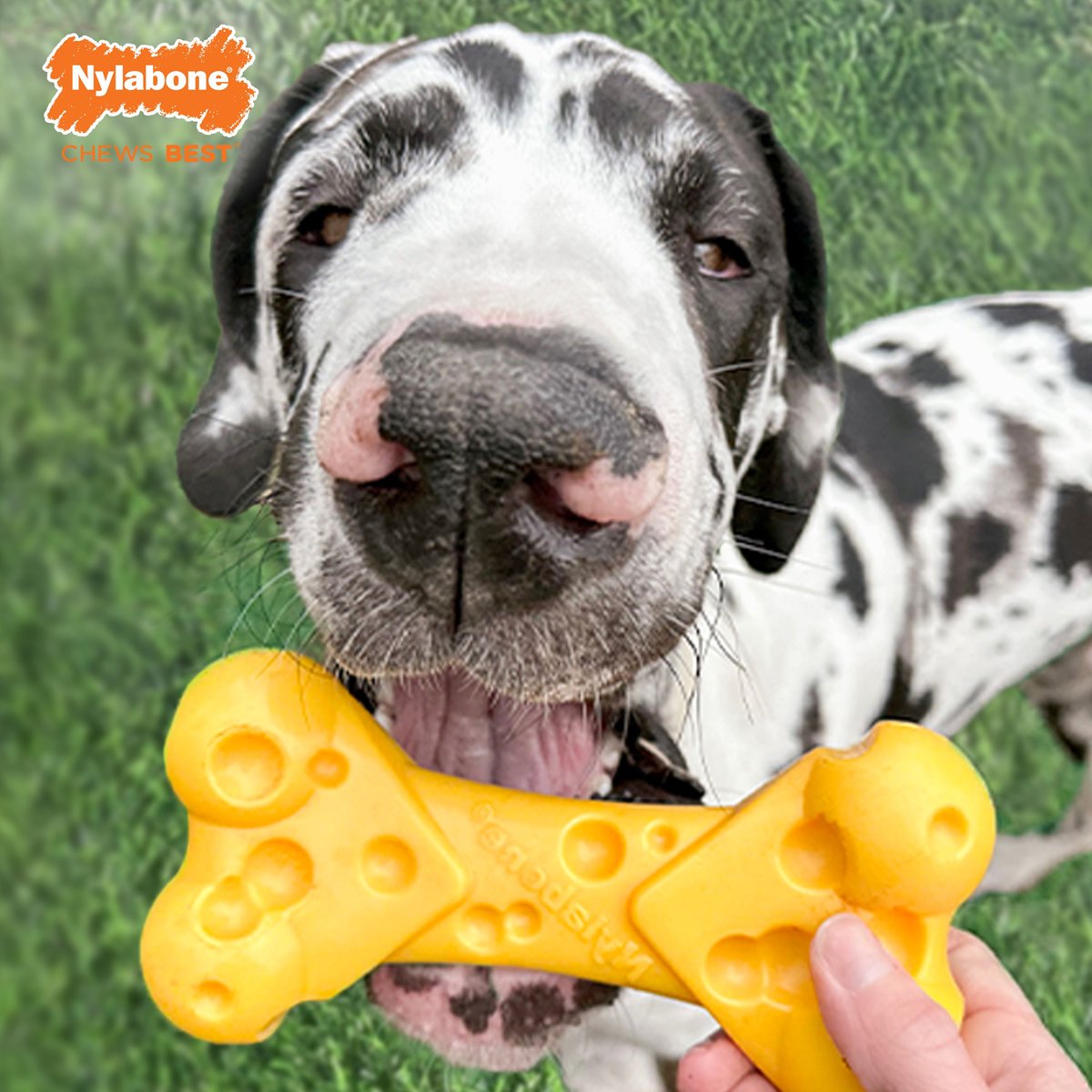 Nylabone DuraChew Cheese Bone Dog Chew Toy