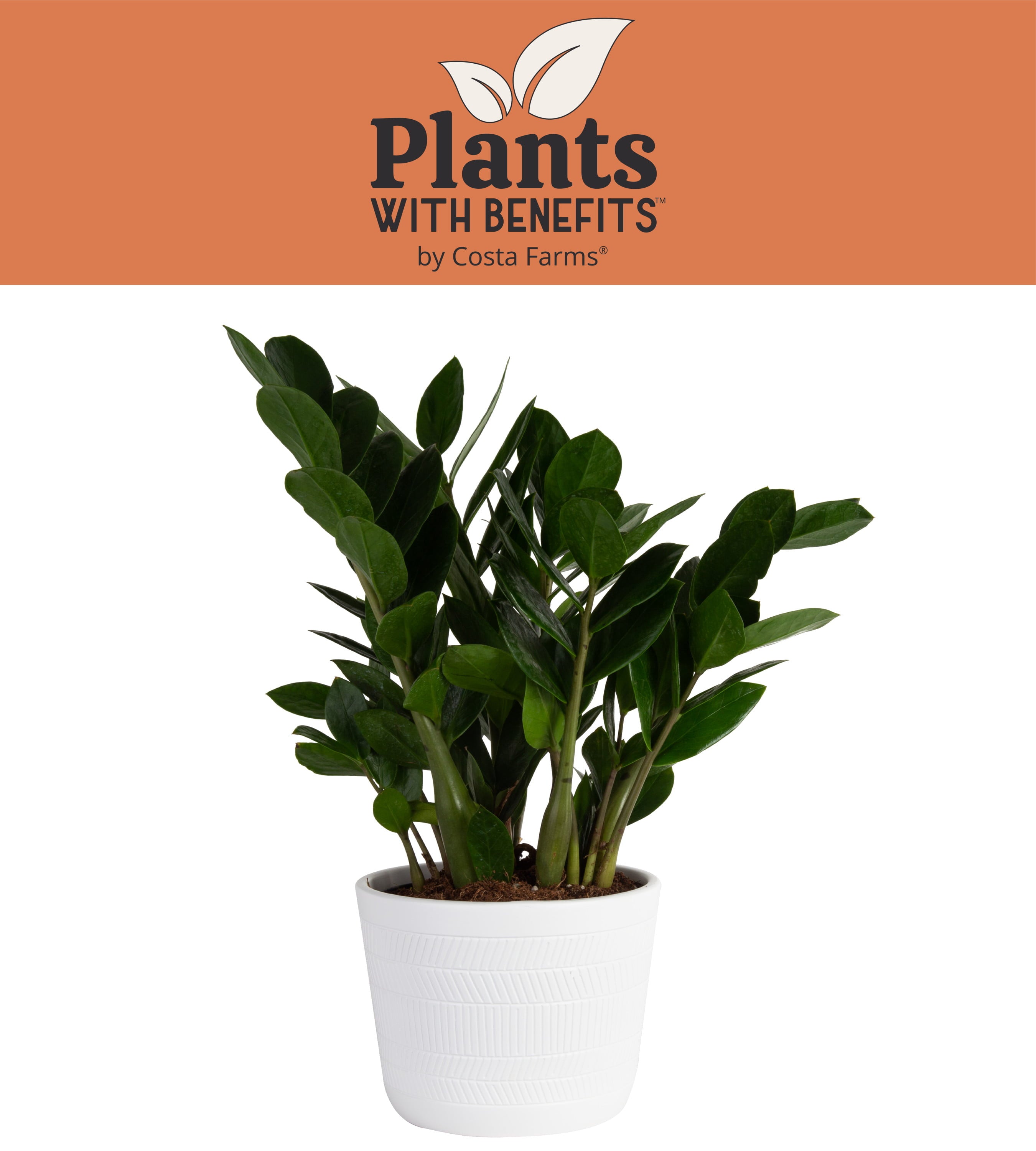 Costa Farms Plants with Benefits Live Indoor and Outdoor 12in. Tall Green ZZ Plant; Medium， Indirect Light Plant in 6in. Ceramic Planter