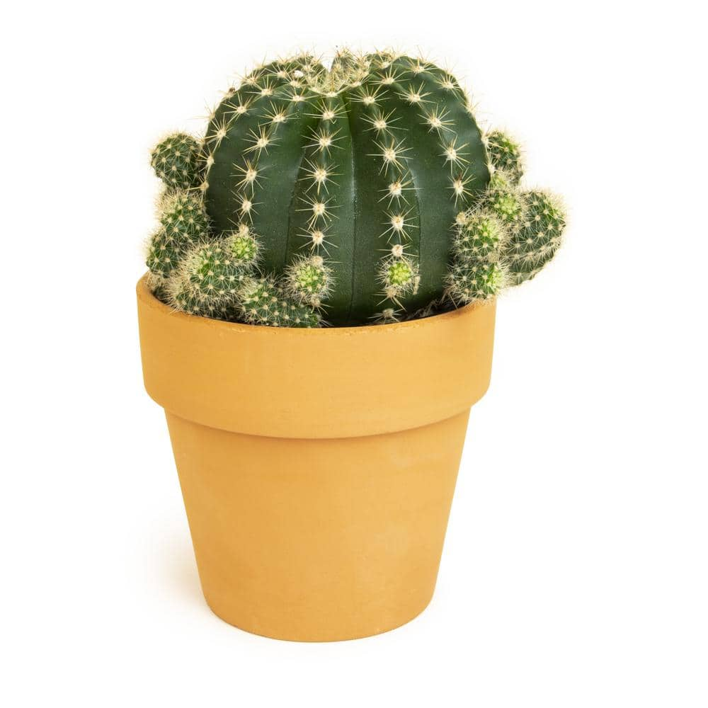 SMART PLANET 9 cm Cactus in Terra Cotta Clay Pot 0872525