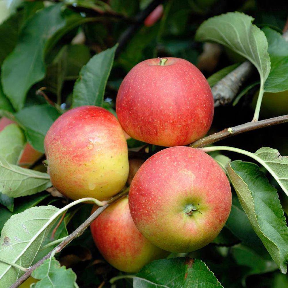 Online Orchards 3 ft. Beverly Hills Low Chill Apple Tree with Ability to Produce Fruit in Warm Climates Such as California and Florida FTAP211