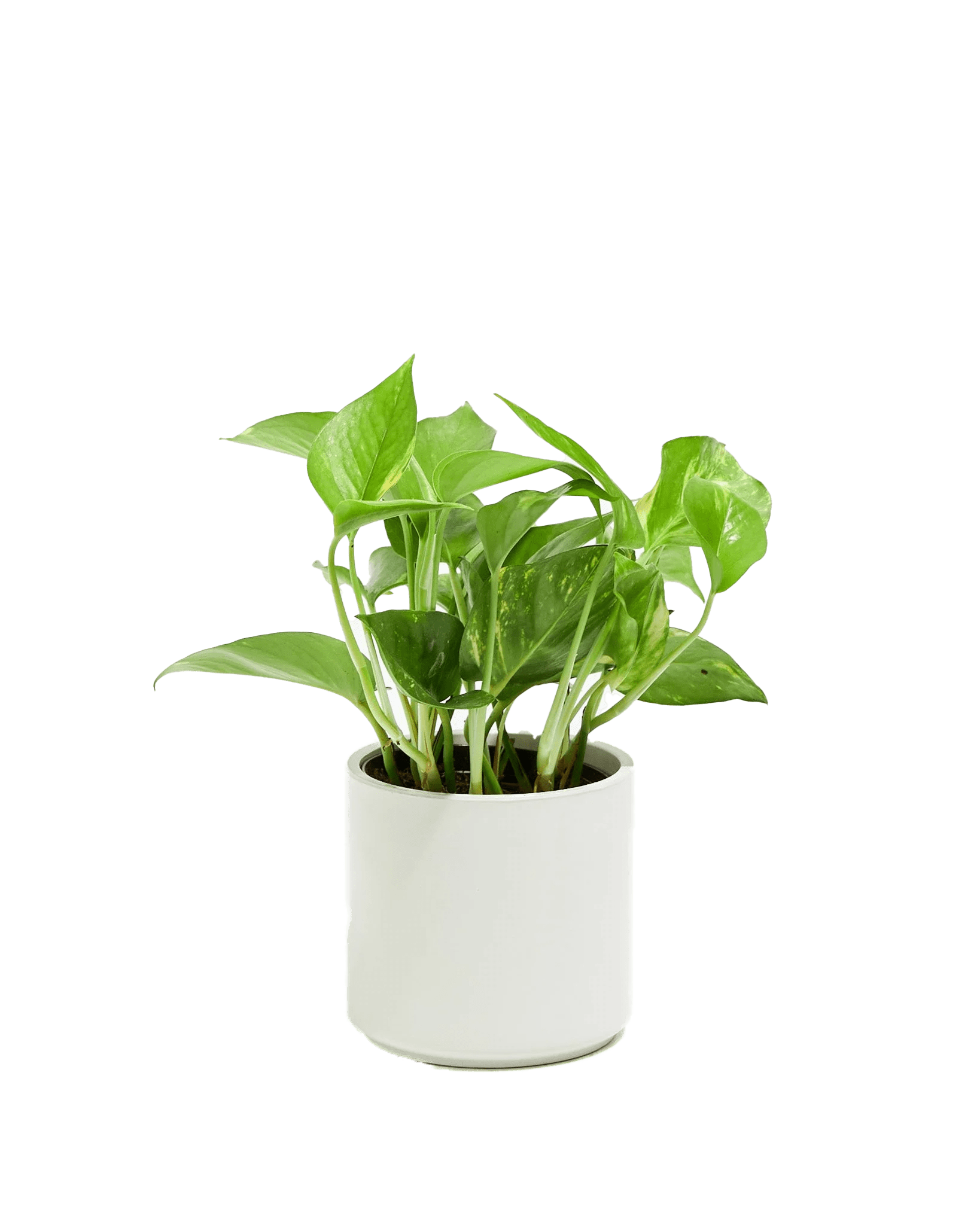 Lively Root Golden Pothos Kit