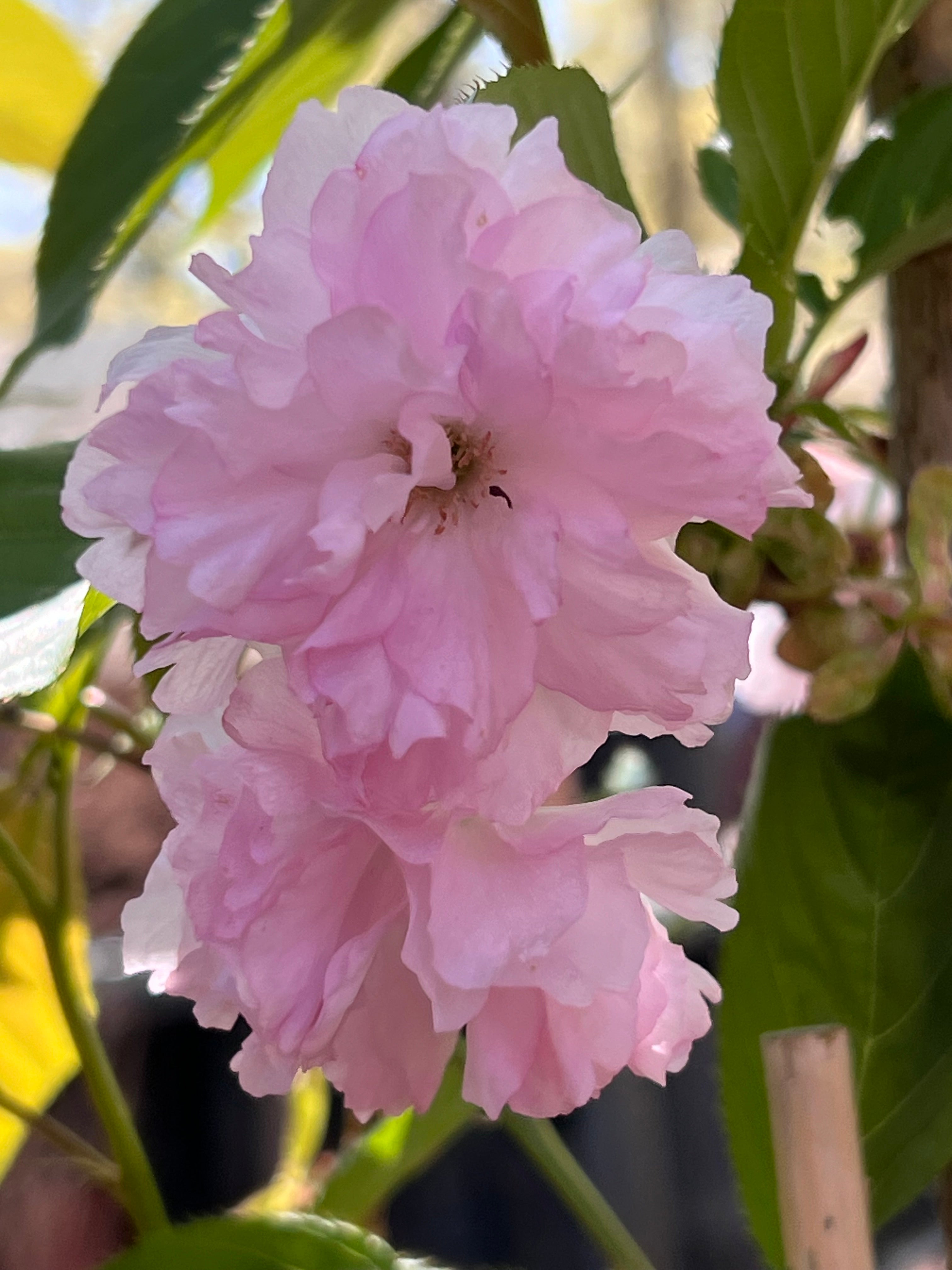 Kwanzan Cherry Tree