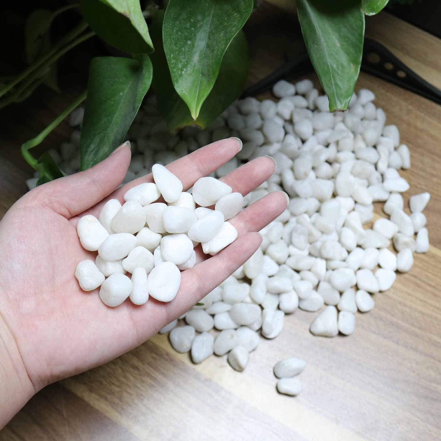 Koltose by Mash - Polished White Bean Pebbles, 0.5 Inch Natural Decorative Stones, 10 lbs