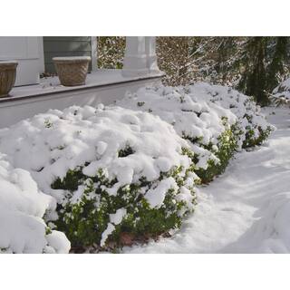 PROVEN WINNERS 1 Gal. Sprinter Boxwood (Buxus) Live Evergreen Shrub Green Foliage 20876