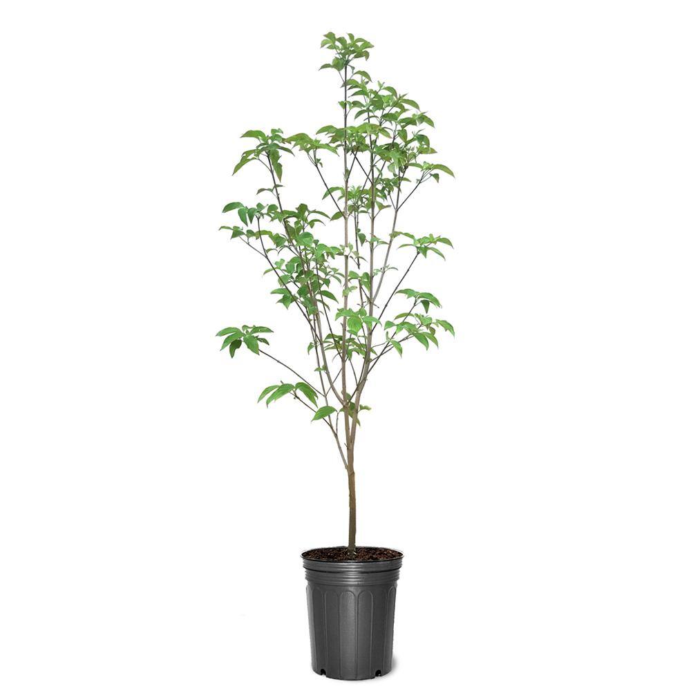 3 Gal. Pink Flowering Deciduous Dogwood Tree DOGPIN03G