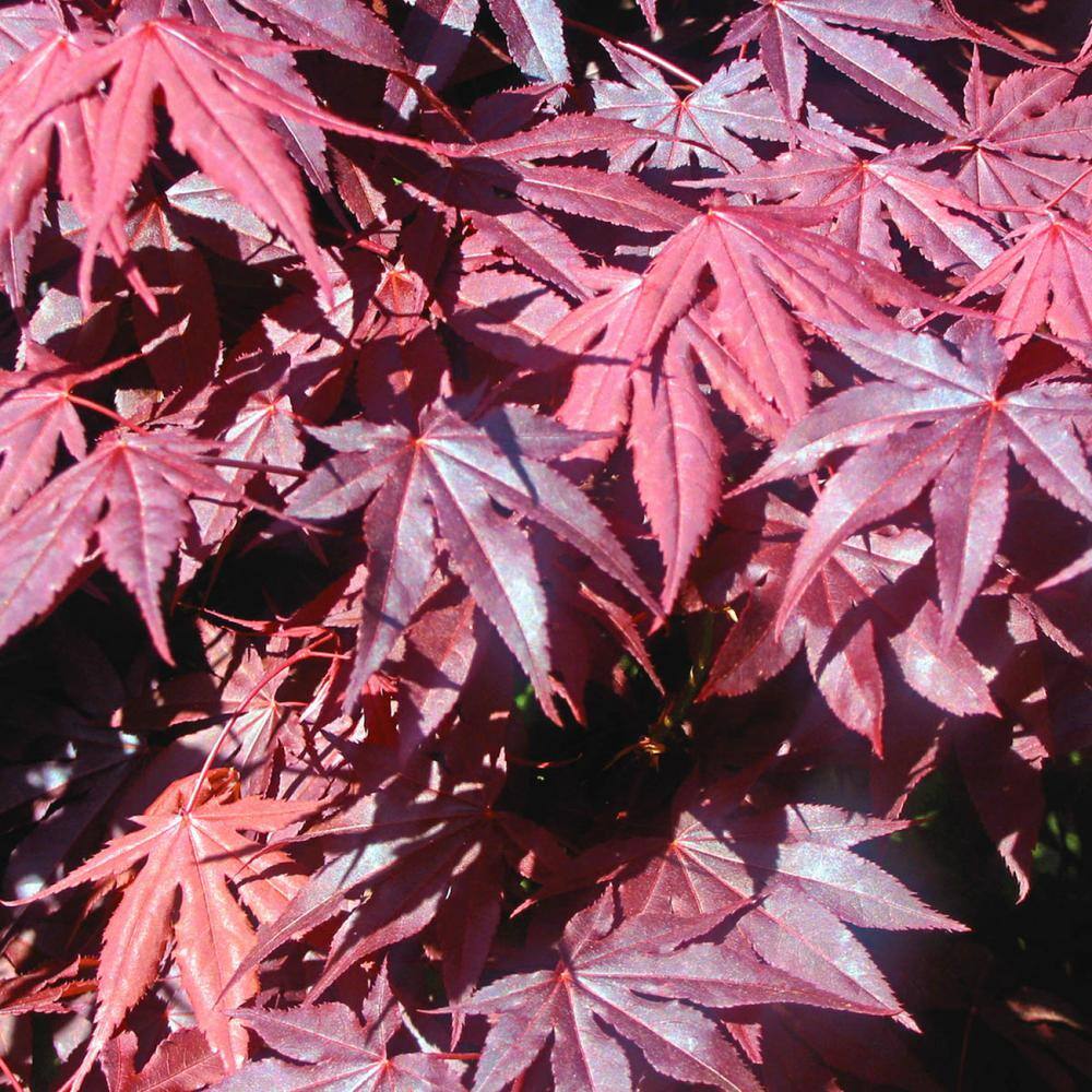 Spring Hill Nurseries 2.25 Gal. Pot Bloodgood Japanese Maple Ornamental Tree (1-Pack) 91653