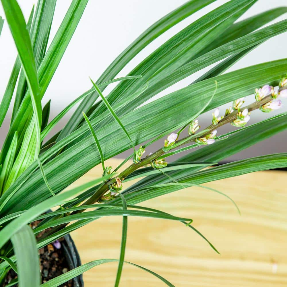 Perfect Plants 1 Gal. Super Blue Liriope in Grower's Pot Blueish Purple Flowering Lilyturf THD00560