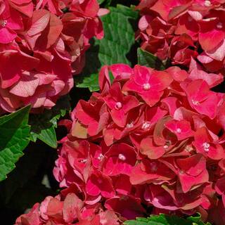 SOUTHERN LIVING 2 Gal. Heart Throb Hydrangea with Cherry Red Flowers 18177