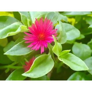 Red Aptenia Cordifolia Herb Plant (1-Pack) Herbs-1