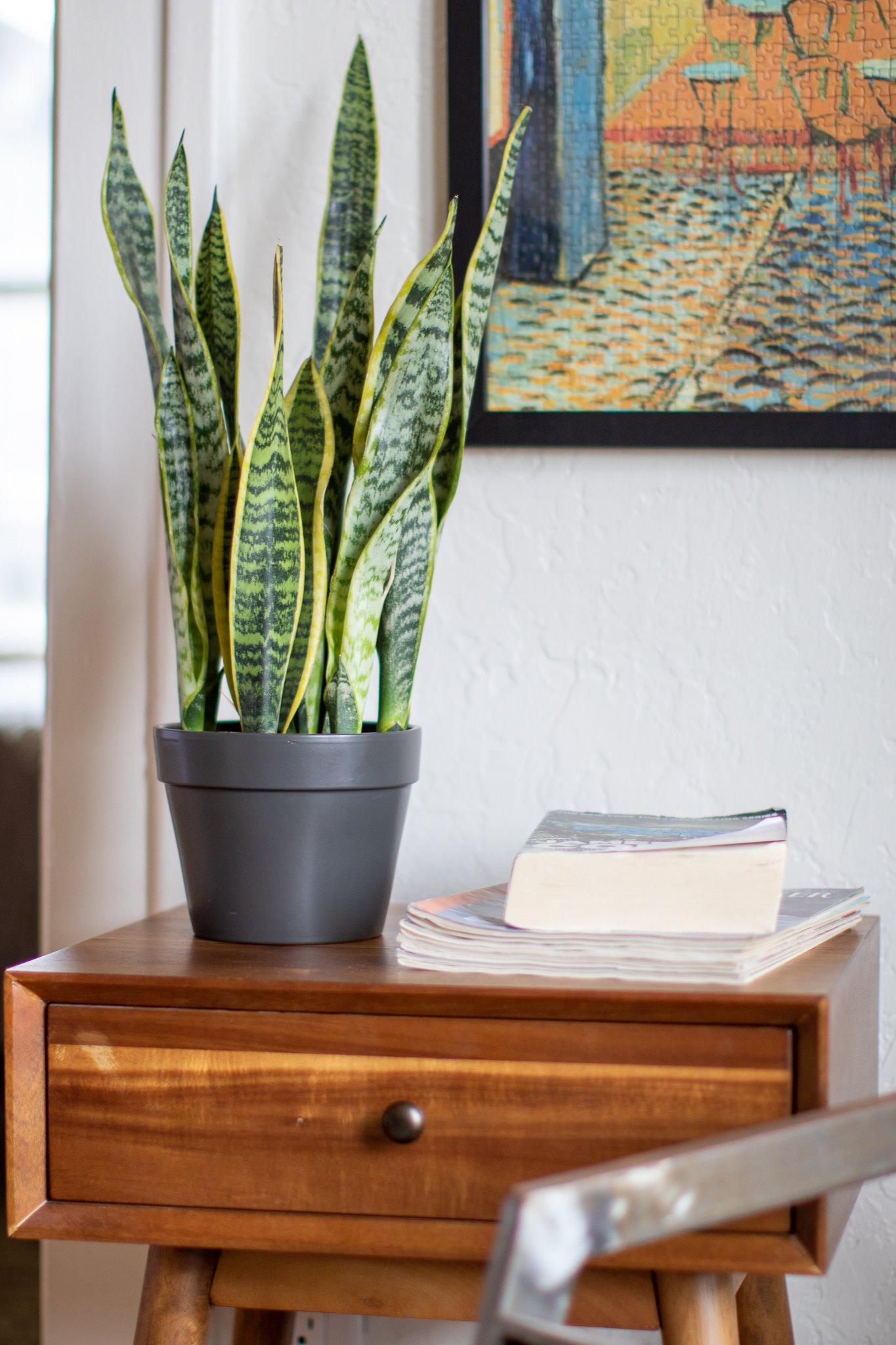 Variegated Laurentii Snake Plant