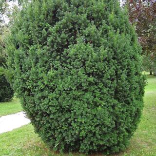 2.25 Gal. Hicks Yew Taxus x Media 'Hicksii' Live Evergreen Shrub (1 each) O877003